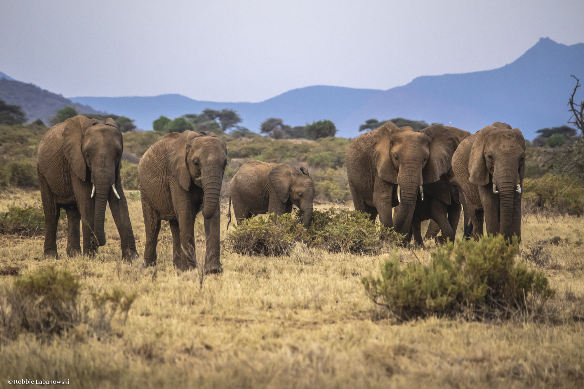 Details; A Woman Killed by Elephant in Kakithya - Kanziko Ward (Photos)