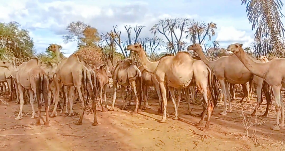Details; Seven Killed in Suspected Camel Herder Attack in Kamari, Tseikuru(Photos)